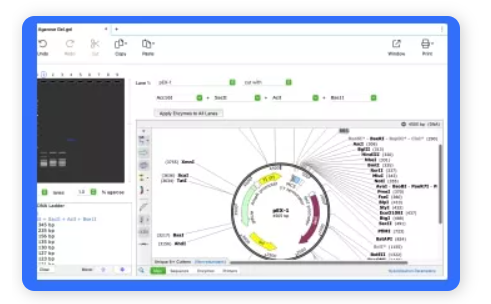 SnapGene